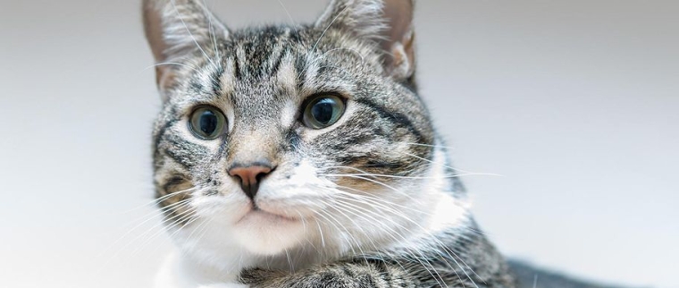 chat européen